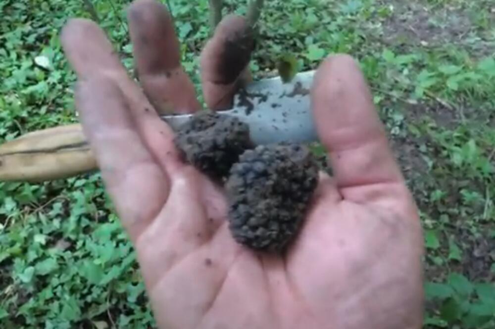 Kilogram ide i do 5.000 evra! Svi ćute da se bave ovim poslom kako bi masno zarađivali, a berba uveliko traje!