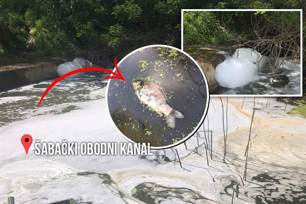 KO JE KRIV ZA POMOR RIBA U ŠABAČKOM OBODNOM KANALU? Imamo ODGOVOR i od FIRME koju su okrivili