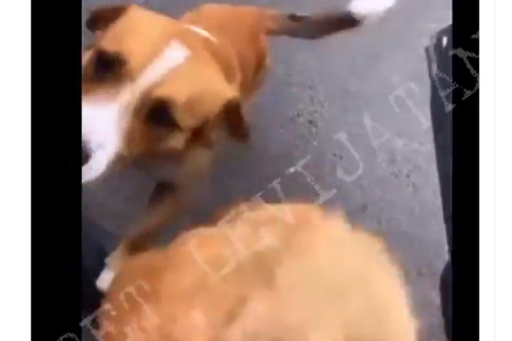 LEVIJATAN PONOVO U LOVU NA NASILNIKE! Dozivali JADNE PSE pa ih mučili, A SVE SU SNIMALI! (VIDEO)