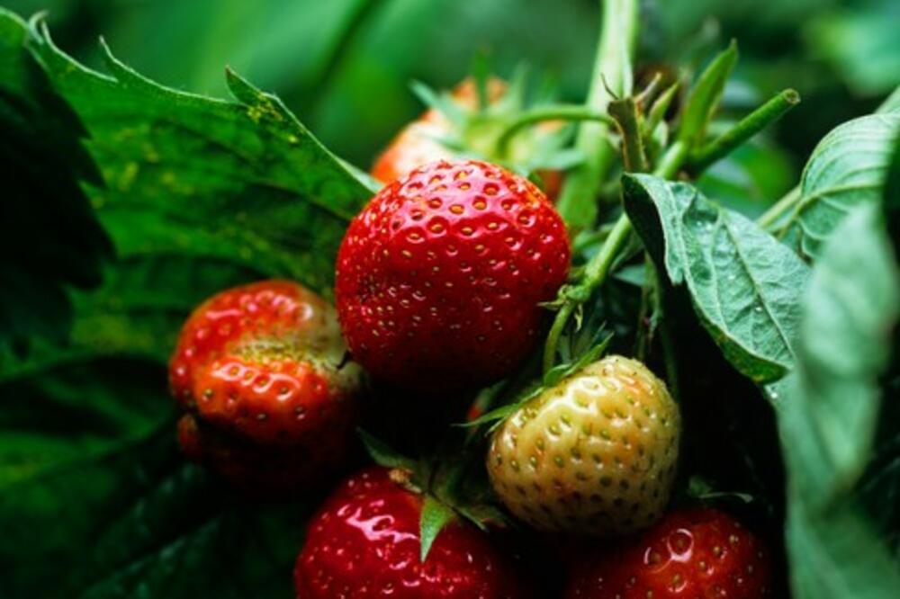 SVI BACAJU PETELJKE OD JAGODE, A NISU NI SVESNI DA JE TO KARDINALNA GREŠKA: One su pravo BLAGO, a niste to ZNALI