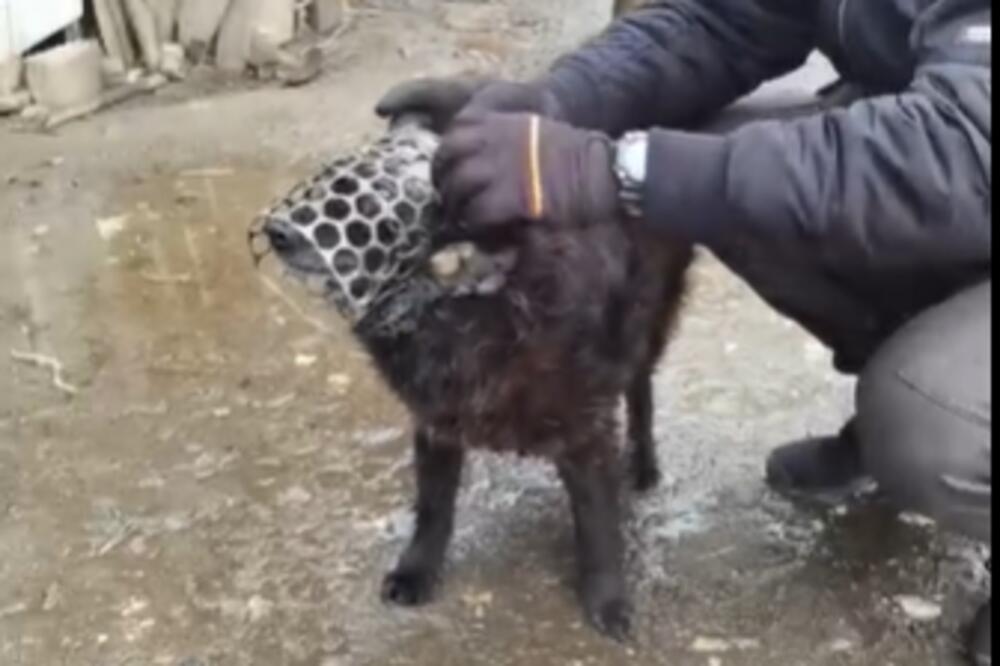 SREDNJI VEK U SRBIJI 2021! Pogledajte šta su uradili ovom jadnom psu! (VIDEO)