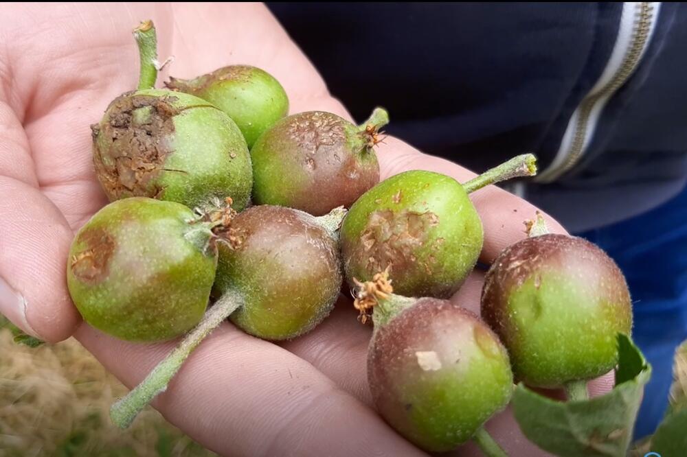 U SRPSKOJ TOSKANI IZGUBLJENO NA STOTINE TONA VOĆA: Voćari sabiraju štetu, plodovi su bili dobri (FOTO)