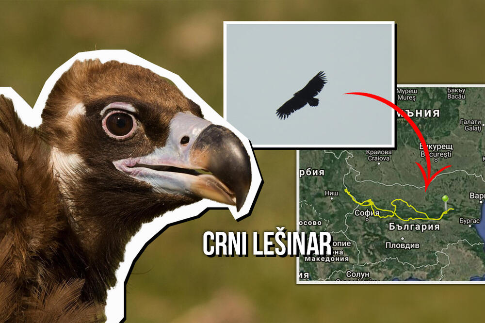 CRNI LEŠINAR SNIMLJEN NAD SRBIJOM! Ovo nismo videli ODAVNO, stručnjaci objašnjavaju šta to znači (FOTO)