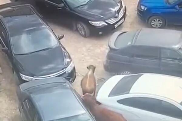 KRAVA SE ZAGLAVILA IZMEĐU DVA AUTA: A iza nje se našao BIK OPORTUNISTA! (VIDEO)