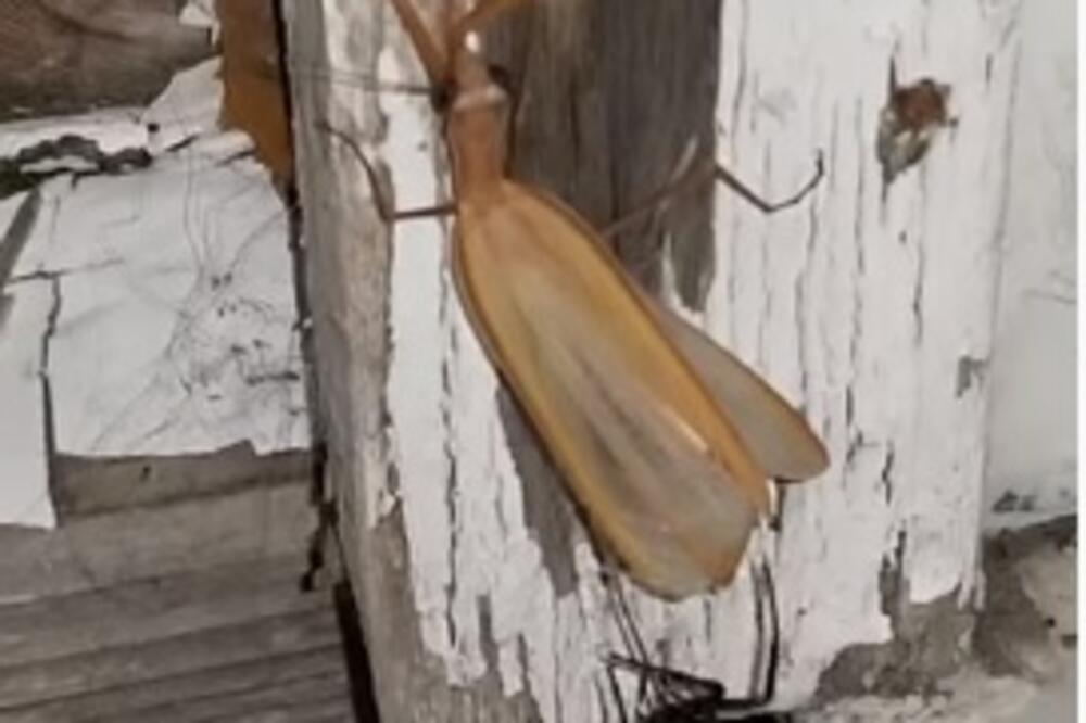 CRNA UDOVICA JE NAPALA BOGOMOLJKU: Usledila je BORBA NA ŽIVOT I SMRT! (VIDEO)