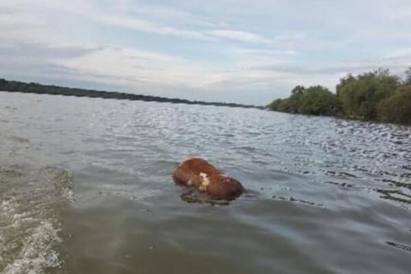ZGRAŽAVAJUĆE, KRAVA PLUTA DUNAVOM KOD VIŠNJICE! Odakle LEŠEVI mrtvih ŽIVOTINJA u BEOGRADU?! (FOTO)