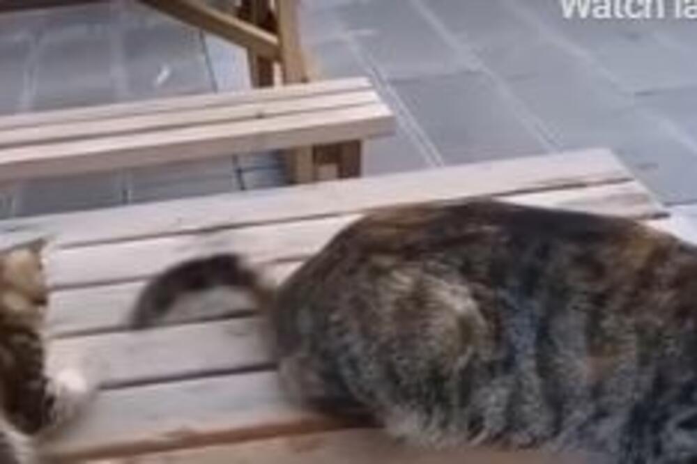 Sjajna lekcija: Nestašno mače UGRIZLO mamu za REP, a ona je odreagovala na NEOČEKIVAN način (VIDEO)