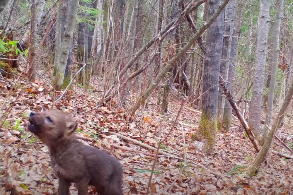 MLADUNČE VUKA ZAVIJA PRVI PUT: Neverovatna scena zabeležena kamerom u šumi! (VIDEO)