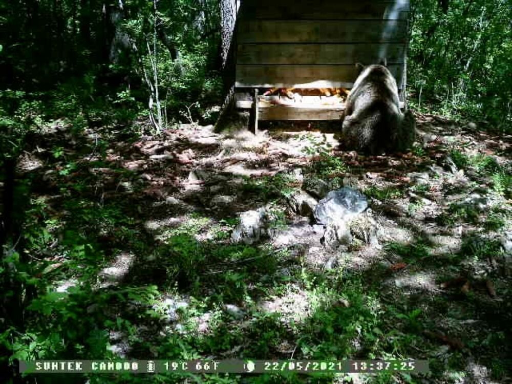 Mečka svratila na ručak