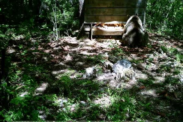 MEČKA SVRATILA NA RUČAK U SELO KOD LJIGA: Bila je prilično gladna, vidi se da je u DOBROJ FORMI (FOTO)