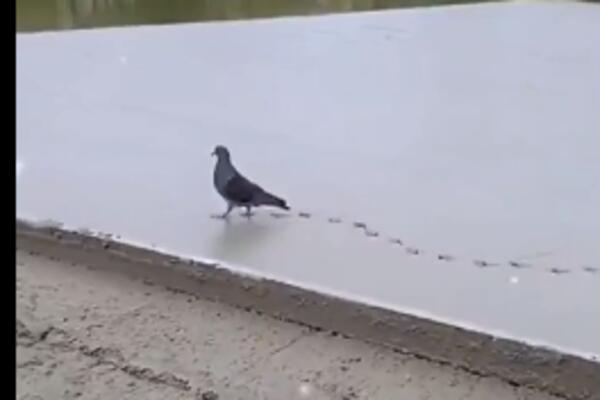 HIT! NEOČEKIVANI GOST ZALUTAO NA GRADILIŠTE: Za sobom ostavio HAOS (VIDEO)