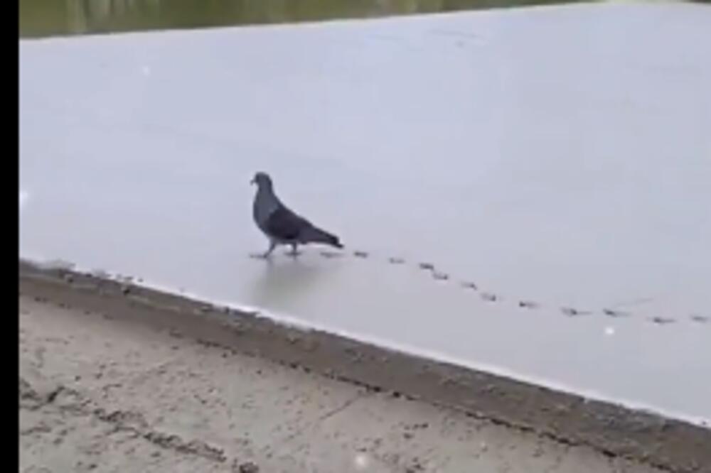 HIT! NEOČEKIVANI GOST ZALUTAO NA GRADILIŠTE: Za sobom ostavio HAOS (VIDEO)