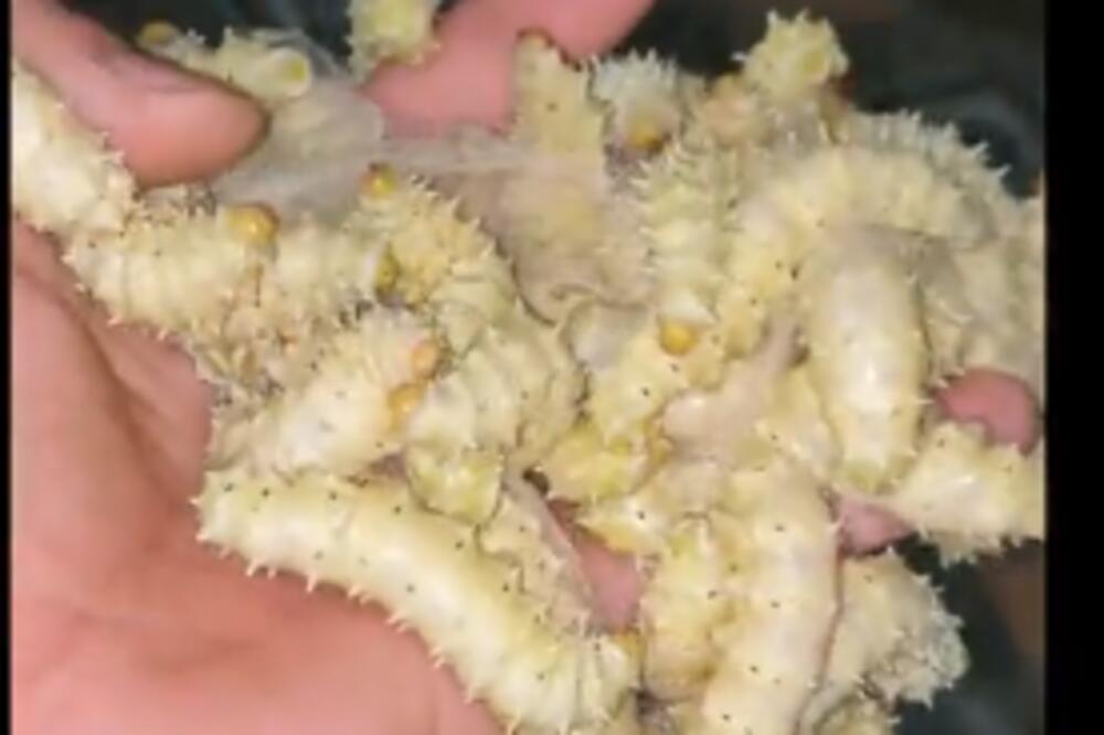 DA SE NAJEŽITE! DRŽI NA DESETINE GUSENICA: Kada vidite za šta ih koristi SLEDIĆETE SE (VIDEO)