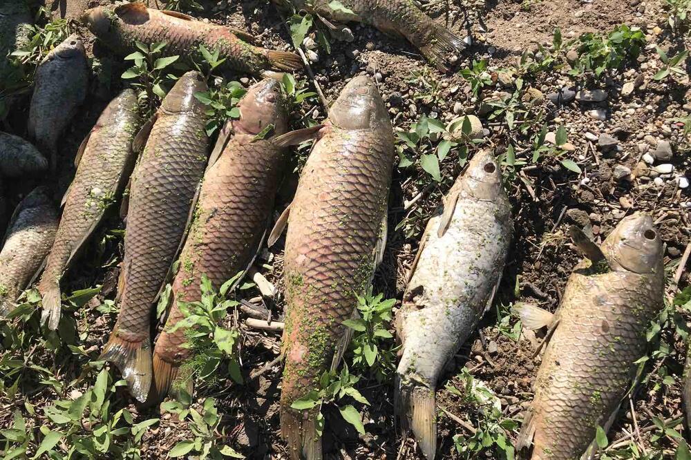 IZVEŠTAJ EKOLOŠKE INSPEKCIJE POVODOM POMORA RIBE U ŠAPCU