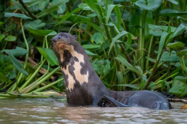U ARGENTINI SE POJAVILA DŽINOVSKA VIDRA: Ima preko 30 kilograma, a njena uloga za ekosistem je OGROMNA! (FOTO)