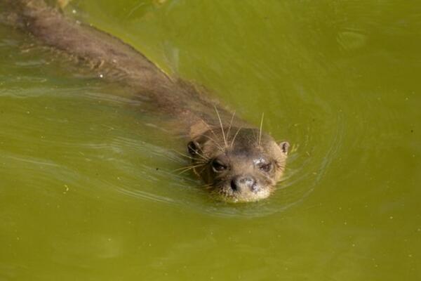 BESNA VIDRA JE NAPALA, KRVNIČKI JE GRIZLA PO CELOM TELU: Čulo se samo VRIŠTANJE, jedva je izvukla ŽIVU GLAVU (FOTO)