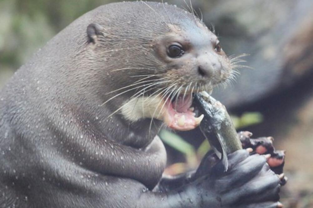 MUŠKARCA NAPALE VIDRE, JEZIVO ŠTA SU MU SVE RADILE: Umalo da ga UBIJU!