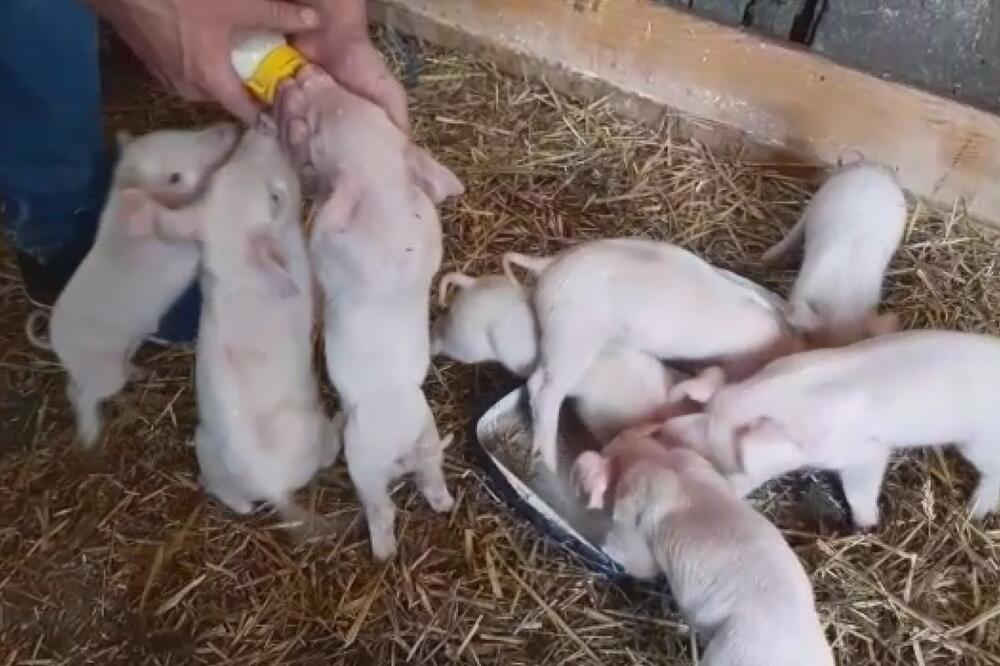 NEVEROVATAN PRIZOR KOD TOPOLE: Marko na cuclu hrani osam prasića