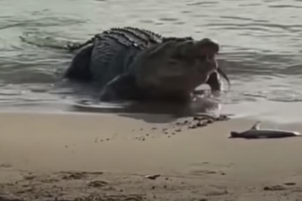 PECAROŠA NAPAO KROKODIL! Jedva preživeo, branio se DŽEPNIM NOŽEM od ogromne životinje!