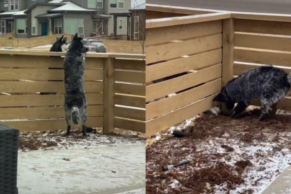 TREBA DA SE UGLEDAMO NA NJIH! Razdvajala ih je ograda, ali su NAŠLI GENIJALNO REŠENJE (VIDEO)