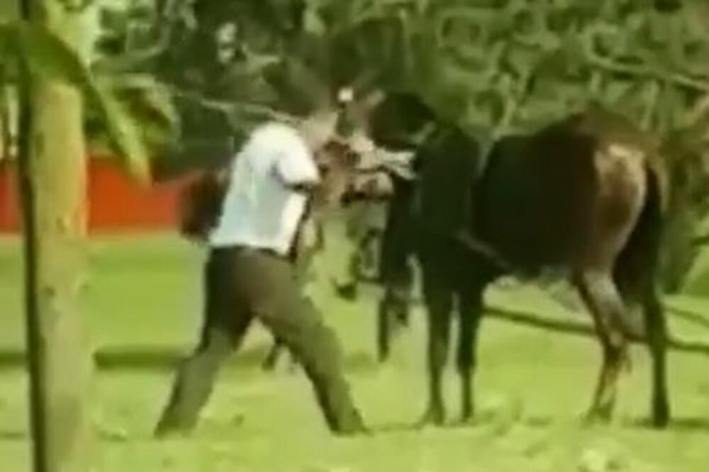 DIVLJAČKI TUKU KONJA, JADNA ŽIVOTINJA POKUŠAVA DA POBEGNE! Snimljeno ZVERSTVO u Srbiji! (VIDEO)