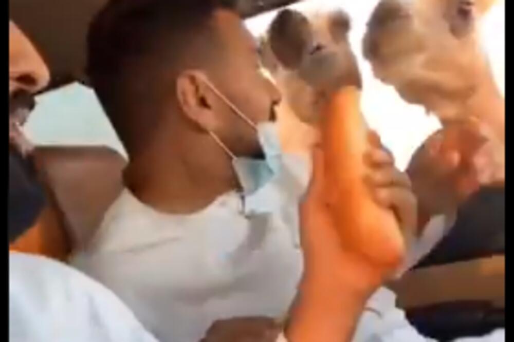 URNEBESNA REAKCIJA! HRANIO KAMILE IZ AUTOMOBILA: Njegovom prijatelju se to nije baš svidelo pa je PREBLEDEO (VIDEO)