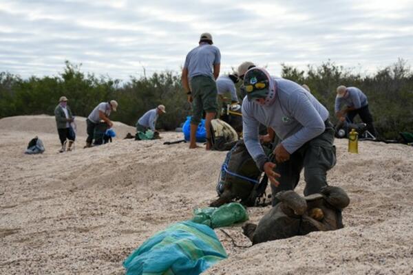 STOTINE MORSKIH KORNJAČA NASUKANO NA OBALU MEKSIKA: Uplele se u ilegalne ribarske mreže i udavile, TUGA! (FOTO)