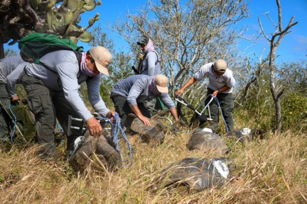 KORNJAČA SA GALAPAGOSA PRONAĐENA ŽIVA: Naučnici verovali da je izumrla pre više od jednog veka! (FOTO)