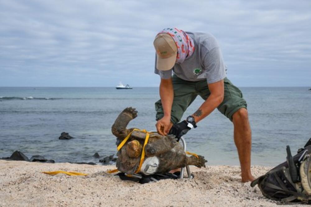 OVAKO IZGLEDAJU LEĐA ŽENE NAKON ŠTO JU JE UGRIZLA KORNJAČA: Bizaran NAPAD u Hrvatskoj, nije svejedno (FOTO)