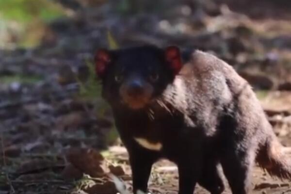 NEVEROVATNO! TASMANIJSKI ĐAVOLI ROĐENI U DIVLJINI AUSTRALIJE: 3.000 godina nakon što su istrebljeni (VIDEO)
