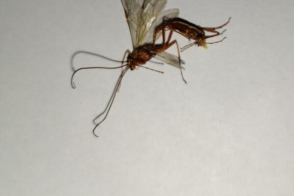 MARKO UHVATIO INSEKTA KOJI MU JE UJEO ĆERKU NA SPAVANJU: Probudila se uz vrisak i ogroman otok! (FOTO)