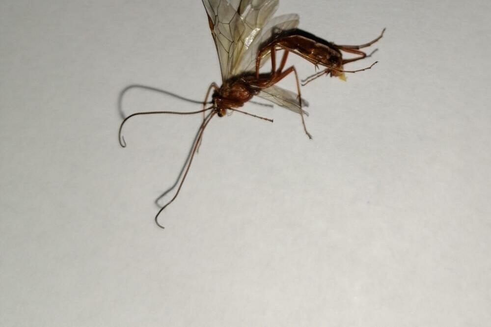 MARKO UHVATIO INSEKTA KOJI MU JE UJEO ĆERKU NA SPAVANJU: Probudila se uz vrisak i ogroman otok! (FOTO)