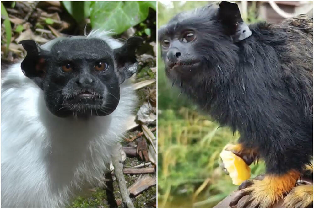 NEVEROVATNA KARAKTERISTIKA ŽIVOTINJA: Majmuni usvajaju akcenat drugih vrsta kada su na zajedničkoj teritoriji!