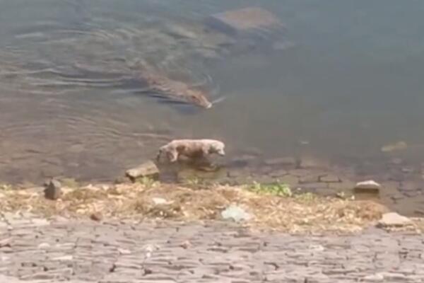 DŽINOVSKI KROKODIL JE UGLEDAO JADNOG PSA NA OBALI REKE: Užasna scena snimljena u Indiji (VIDEO)