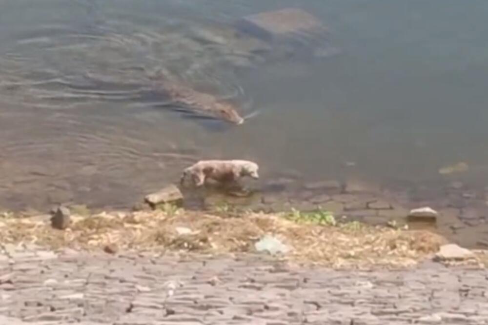 DŽINOVSKI KROKODIL JE UGLEDAO JADNOG PSA NA OBALI REKE: Užasna scena snimljena u Indiji (VIDEO)