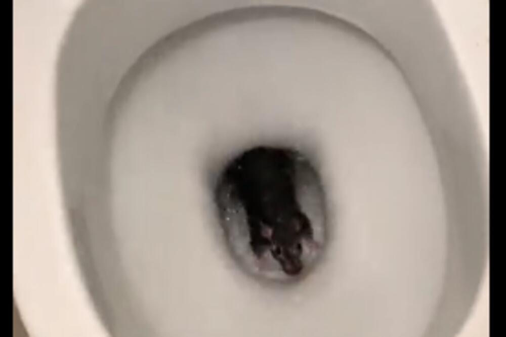 POGLEDAO JE U TOALET I VIDEO PRIZOR zbog kojeg će celog života žaliti što je pogledao u toalet! (VIDEO)