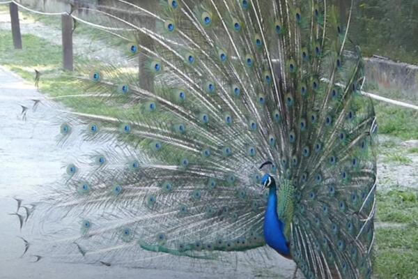 SPLIĆANI NA MUKAMA! PAUNOVI ZAUZELI GRAD: Krešte u rano jutro, ljudi ne mogu da spavaju (VIDEO)