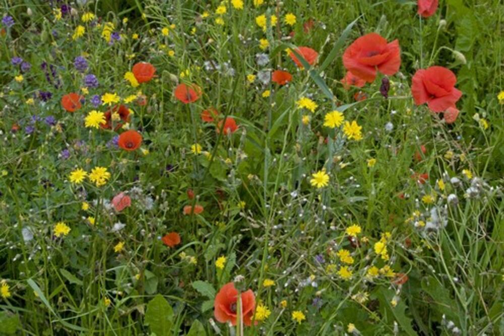 1 NAMIRNICA ĆE PREPORODITI I UVELO CVEĆE: Ona je ČUDO od PRIHRANE, svakodnevno JE JEDETE, A TOGA NISTE SVESNI