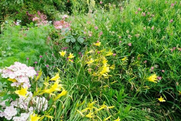 NAPRAVITE SAMI DOMAĆE SREDSTVO ZA UKLANJANJE KOROVA: Rešite ga se ZAUVEK uz 3 SASTOJKA