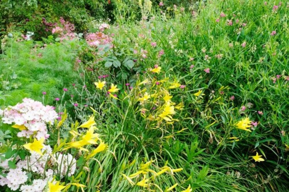 OD OVOG CVEĆE RASTE KAO LUDO, ZA PAR NEDELJA GA NEĆETE PREPOZNATI: Malo ko je doživeo OVAKAV REZULTAT