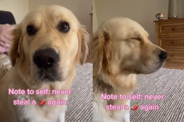 ROUZI JE BILA MALO POHLEPNA: Drmnula je ljutu papričicu pa postala HIT na internetu (VIDEO)