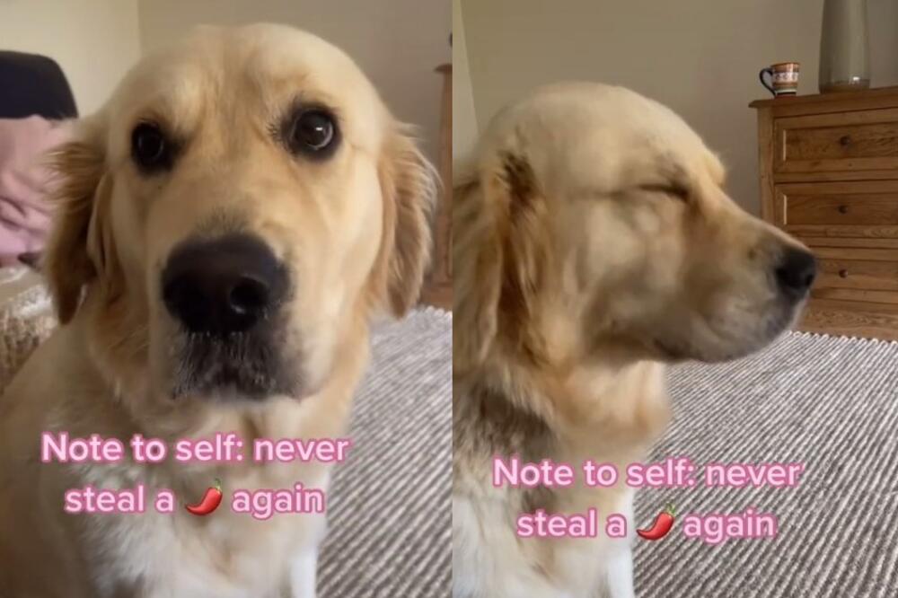 ROUZI JE BILA MALO POHLEPNA: Drmnula je ljutu papričicu pa postala HIT na internetu (VIDEO)