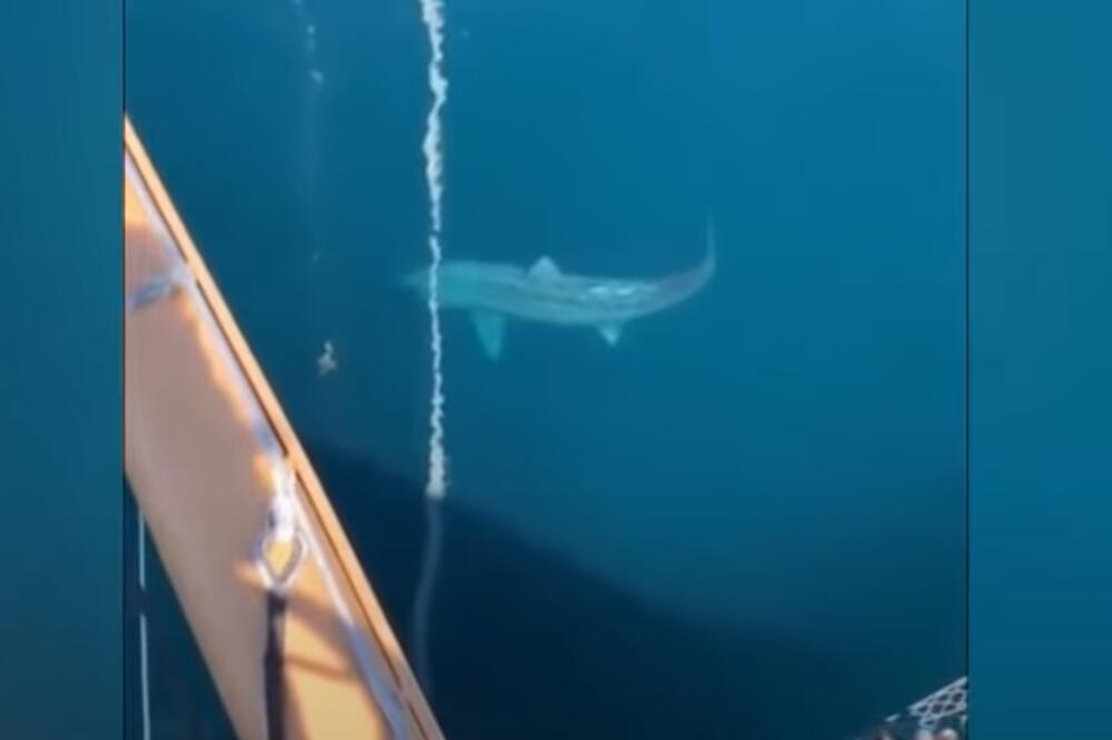 ŠTA JE OVO, MEGALODON? Velika ajkula prestravila turiste u blizini Ujedinjenog Kraljevstva! (VIDEO)