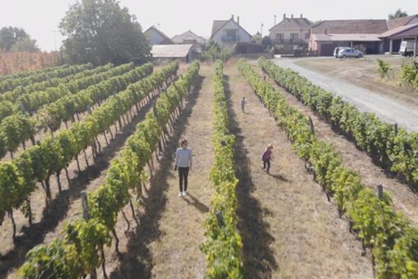 SRPSKA KADARKA, GOTOVO ZABORAVLJENA, MOŽE DA ZAMENI SVETSKE SORTE GROŽĐA! Vino stiglo u Francusku, SAD i Japan
