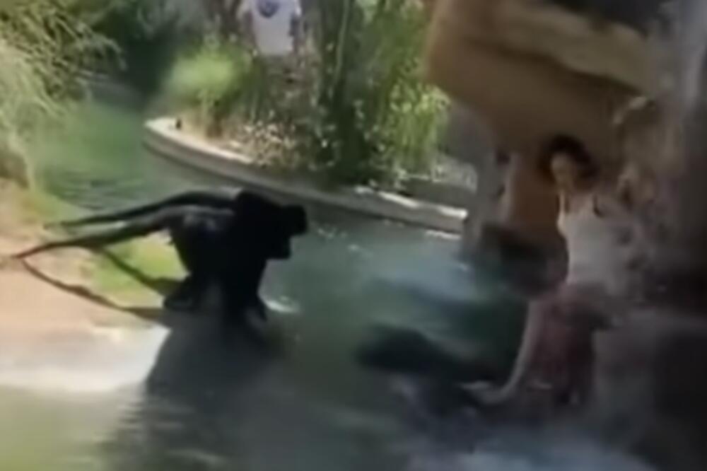 DEVOJKA NAHRANILA MAJMUNE U ZOOLOŠKOM VRTU LJUTIM ČIPSOM: Nije bila svesna GREŠKE koju je napravila! (VIDEO)