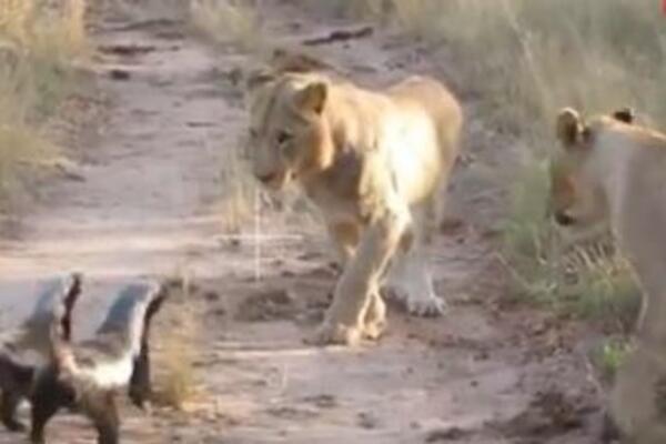 KAD TVOR NAIĐE NA LAVA: Prizor dosad nije viđen, šta mislite ko pobeđuje (VIDEO)