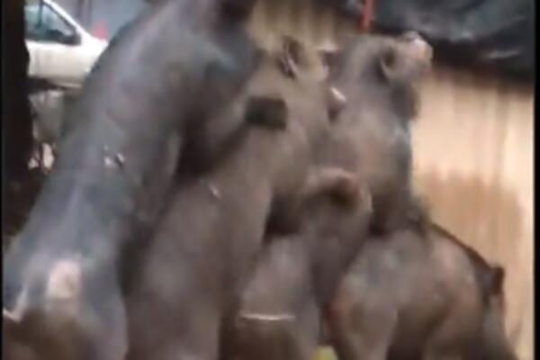 STVARNO STE SVINJE! Roditelji pokrivali deci oči pred prizorom EKSTREMNOG KRMEĆEG BLUDA! (VIDEO)