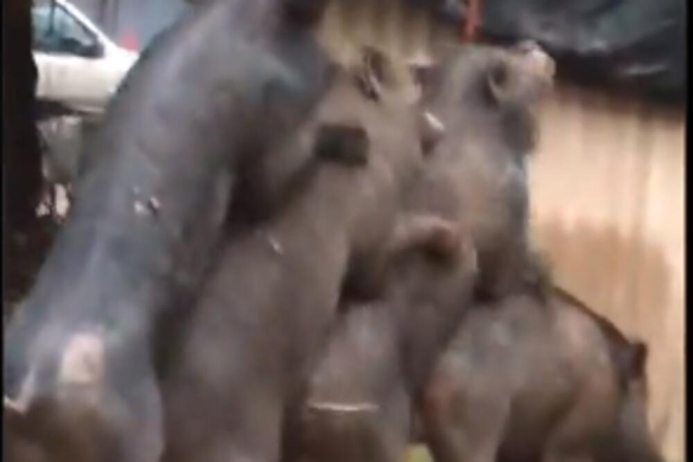 STVARNO STE SVINJE! Roditelji pokrivali deci oči pred prizorom EKSTREMNOG KRMEĆEG BLUDA! (VIDEO)