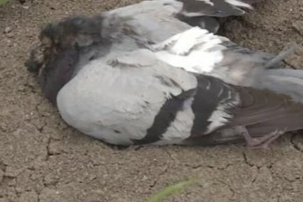 STOTINE UGINULIH PTICA NAĐENO U BORČI: U toku je potraga za jednom osobom