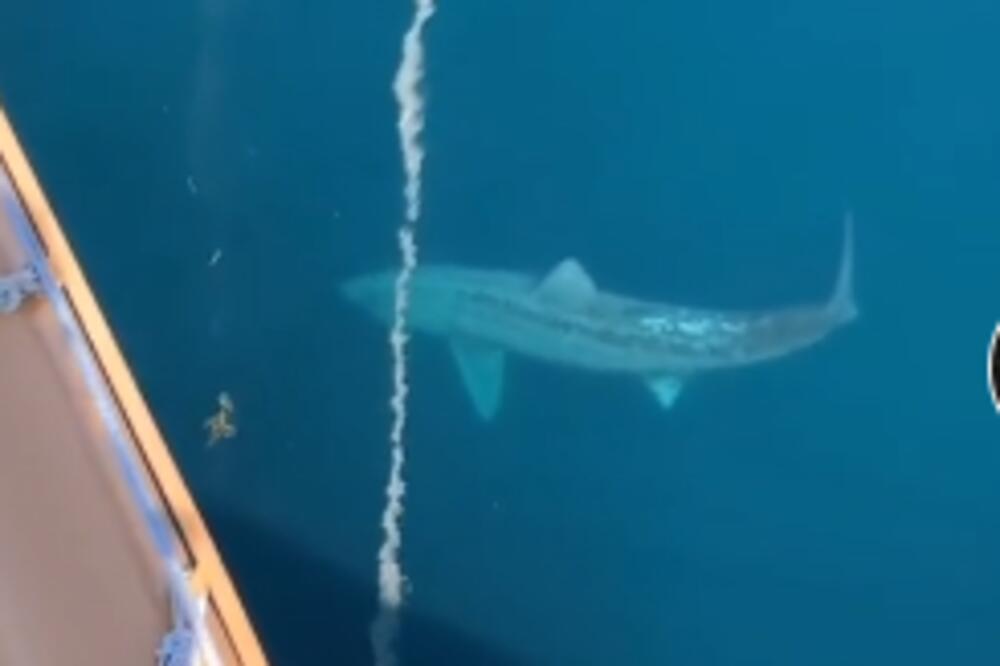 OGROMNA AJKULA UPLAŠILA TURISTE NA KRUZERU: Zbog veličine podsetila na MEGALODONA! (VIDEO)